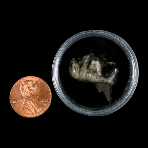 0.9" Tapir Tapirus Veroensis Fossil Tooth Pleistocene Age Withlacoochee River FL Display - Fossil Age Minerals