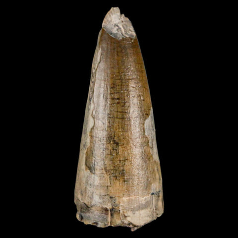 1.9" Sarcosuchus Imperator Crocodile Fossil Tooth Elrhaz FM Cretaceous Niger COA - Fossil Age Minerals