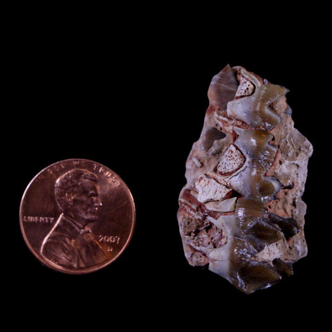 1.3" Oreodont Merycoidodon Fossil Jaw Tooth Bone Oligocene Age Badlands SD COA - Fossil Age Minerals