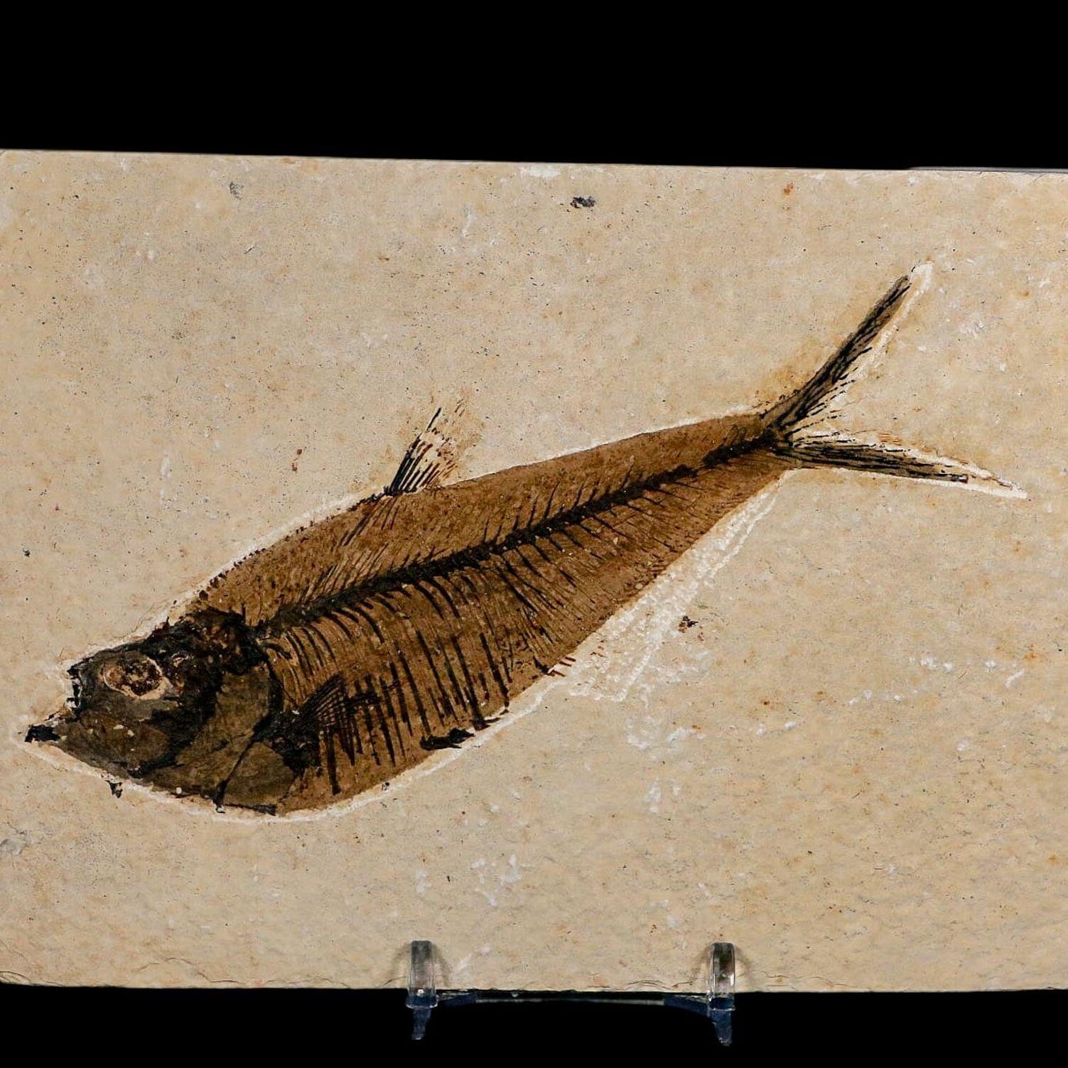 XL 5.2" Diplomystus Dentatus Fossil Fish Green River FM WY Eocene Age COA, Stand - Fossil Age Minerals