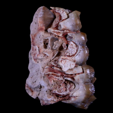 1.3" Oreodont Merycoidodon Fossil Jaw Tooth Bone Oligocene Age Badlands SD COA - Fossil Age Minerals