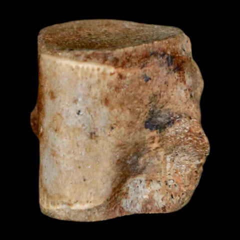 0.5" Champsosaurus Gigas Reptile Fossil Vertebrae Cretaceous Hell Creek FM MT COA
