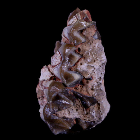 1.3" Oreodont Merycoidodon Fossil Jaw Tooth Bone Oligocene Age Badlands SD COA - Fossil Age Minerals