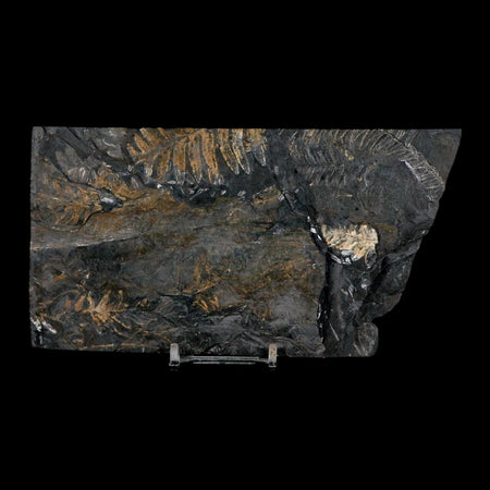 6.8" Alethopteris Fern Plant Leaf Fossil Carboniferous Age Llewellyn FM ST Clair, PA