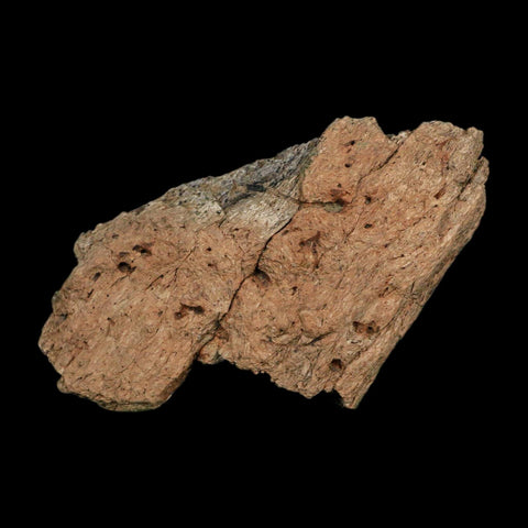 3.3" Triceratops Fossil Frill Blood Groves Hell Creek FM Cretaceous Dinosaur MT COA Stand - Fossil Age Minerals