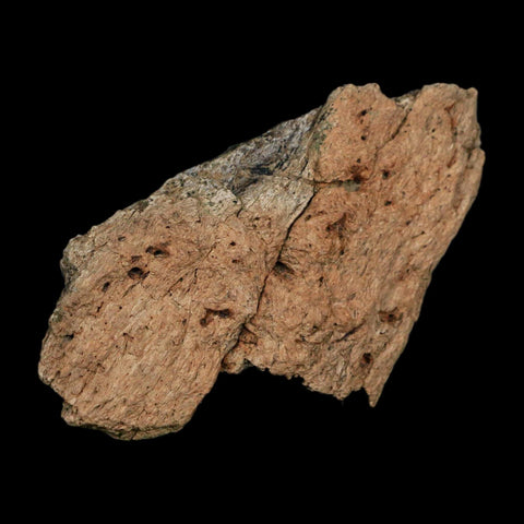 3.3" Triceratops Fossil Frill Blood Groves Hell Creek FM Cretaceous Dinosaur MT COA Stand - Fossil Age Minerals
