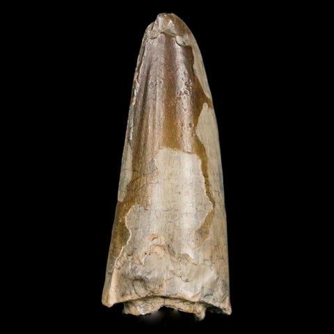 1.9" Sarcosuchus Imperator Crocodile Fossil Tooth Elrhaz FM Cretaceous Niger COA - Fossil Age Minerals