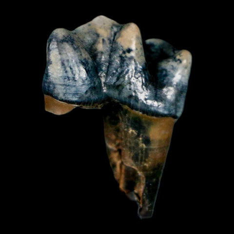 1.1" Tapir Tapirus Veroensis Fossil Tooth Pleistocene Age Withlacoochee River FL Display - Fossil Age Minerals