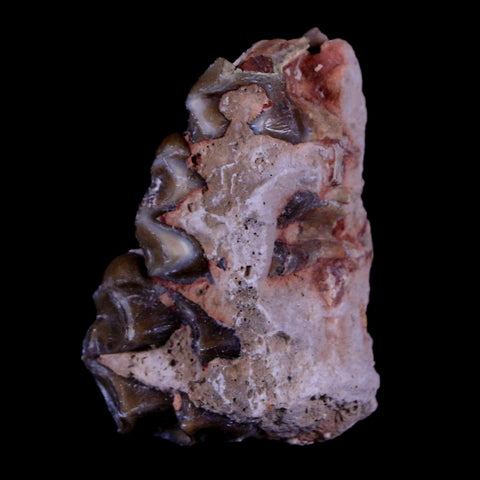 1.3" Oreodont Merycoidodon Fossil Jaw Tooth Bone Oligocene Age Badlands SD COA - Fossil Age Minerals