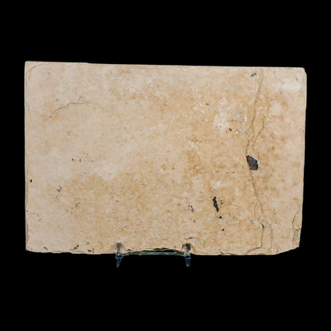 XL 5.2" Diplomystus Dentatus Fossil Fish Green River FM WY Eocene Age COA, Stand