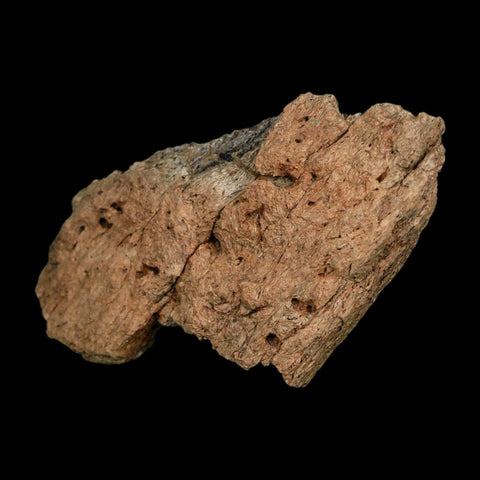 3.3" Triceratops Fossil Frill Blood Groves Hell Creek FM Cretaceous Dinosaur MT COA Stand - Fossil Age Minerals