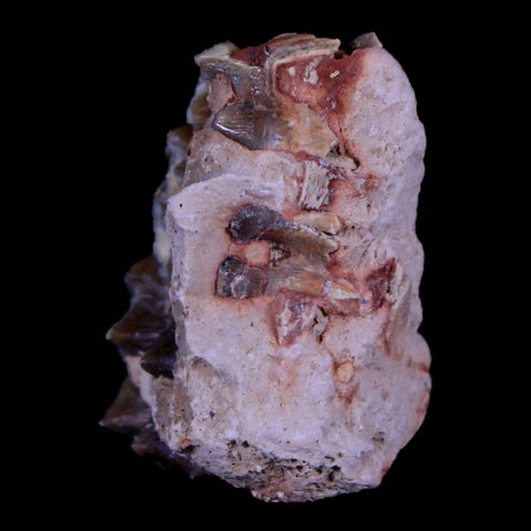 1.3" Oreodont Merycoidodon Fossil Jaw Tooth Bone Oligocene Age Badlands SD COA - Fossil Age Minerals