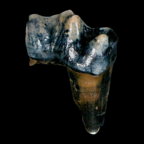 1.1" Tapir Tapirus Veroensis Fossil Tooth Pleistocene Age Withlacoochee River FL Display - Fossil Age Minerals