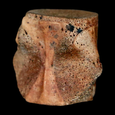 0.5" Champsosaurus Gigas Reptile Fossil Vertebrae Cretaceous Hell Creek FM MT COA