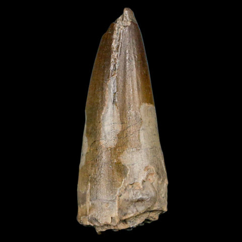 1.9" Sarcosuchus Imperator Crocodile Fossil Tooth Elrhaz FM Cretaceous Niger COA - Fossil Age Minerals