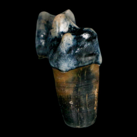 1.1" Tapir Tapirus Veroensis Fossil Tooth Pleistocene Age Withlacoochee River FL Display - Fossil Age Minerals