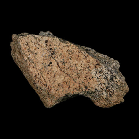 3.3" Triceratops Fossil Frill Blood Groves Hell Creek FM Cretaceous Dinosaur MT COA Stand - Fossil Age Minerals