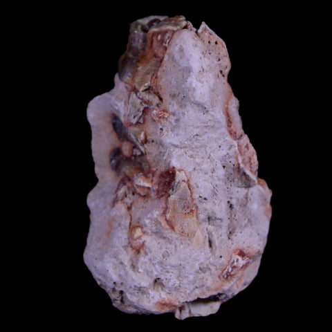 1.3" Oreodont Merycoidodon Fossil Jaw Tooth Bone Oligocene Age Badlands SD COA - Fossil Age Minerals