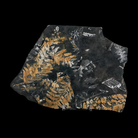 6.8" Alethopteris Fern Plant Leaf Fossil Carboniferous Age Llewellyn FM ST Clair, PA