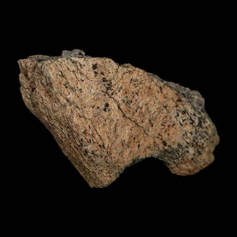 3.3" Triceratops Fossil Frill Blood Groves Hell Creek FM Cretaceous Dinosaur MT COA Stand - Fossil Age Minerals