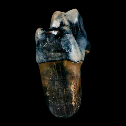 1.1" Tapir Tapirus Veroensis Fossil Tooth Pleistocene Age Withlacoochee River FL Display - Fossil Age Minerals