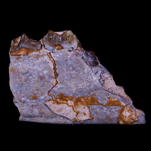 2" Oreodont Merycoidodon Fossil Jaw Tooth Bone Oligocene Age Badlands SD COA - Fossil Age Minerals