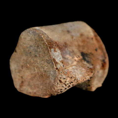 0.5" Champsosaurus Gigas Reptile Fossil Vertebrae Cretaceous Hell Creek FM MT COA