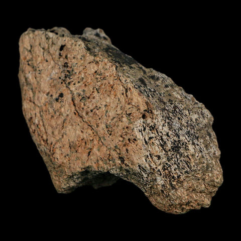 3.3" Triceratops Fossil Frill Blood Groves Hell Creek FM Cretaceous Dinosaur MT COA Stand - Fossil Age Minerals