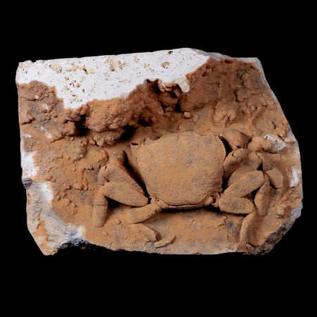 2.8" Potaman Sp Fossil Freshwater Crab In Travertine Denizli Basin Southwest Turkey