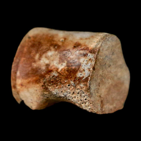 0.5" Champsosaurus Gigas Reptile Fossil Vertebrae Cretaceous Hell Creek FM MT COA