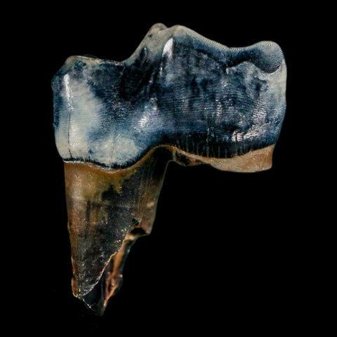 1.1" Tapir Tapirus Veroensis Fossil Tooth Pleistocene Age Withlacoochee River FL Display - Fossil Age Minerals