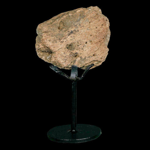 2.8" Triceratops Fossil Frill Blood Groves Hell Creek FM Cretaceous Dinosaur MT COA Stand - Fossil Age Minerals