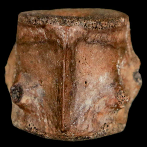0.6" Champsosaurus Gigas Reptile Fossil Vertebrae Cretaceous Hell Creek FM MT COA