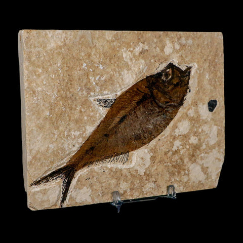 XL 5.2" Diplomystus Dentatus Fossil Fish Green River FM WY Eocene Age COA, Stand