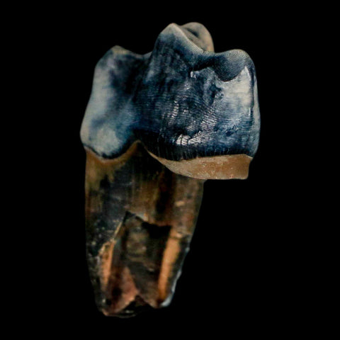 1.1" Tapir Tapirus Veroensis Fossil Tooth Pleistocene Age Withlacoochee River FL Display - Fossil Age Minerals
