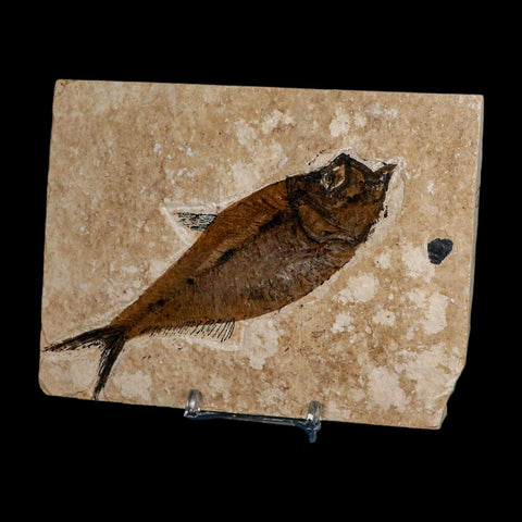 XL 5.2" Diplomystus Dentatus Fossil Fish Green River FM WY Eocene Age COA, Stand