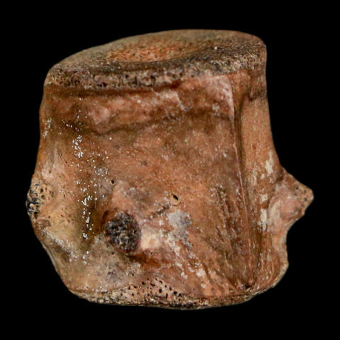 0.6" Champsosaurus Gigas Reptile Fossil Vertebrae Cretaceous Hell Creek FM MT COA