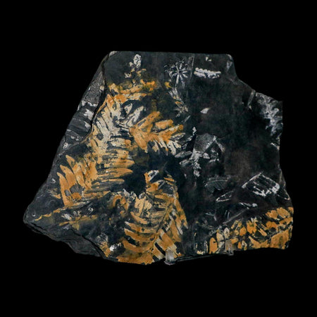 6.8" Alethopteris Fern Plant Leaf Fossil Carboniferous Age Llewellyn FM ST Clair, PA