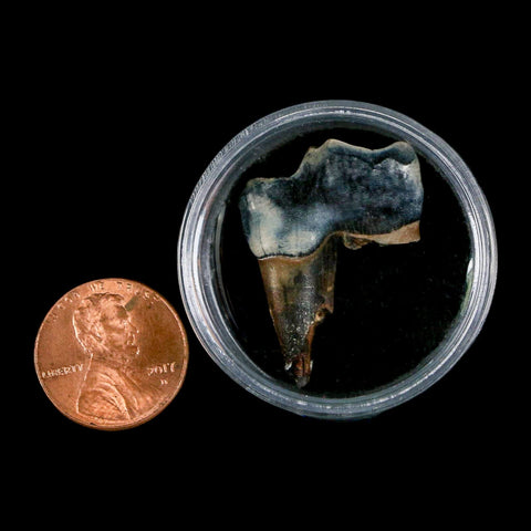 1.1" Tapir Tapirus Veroensis Fossil Tooth Pleistocene Age Withlacoochee River FL Display - Fossil Age Minerals