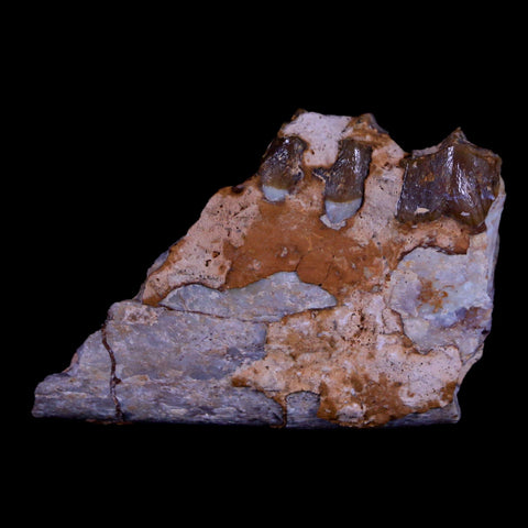 2" Oreodont Merycoidodon Fossil Jaw Tooth Bone Oligocene Age Badlands SD COA - Fossil Age Minerals