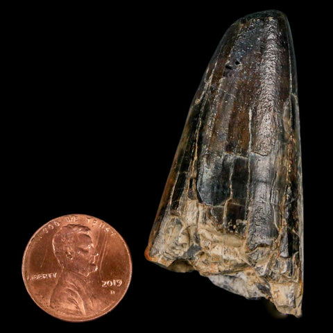 2" Sarcosuchus Imperator Crocodile Fossil Tooth Elrhaz FM Cretaceous Niger COA - Fossil Age Minerals