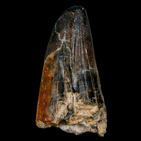2" Sarcosuchus Imperator Crocodile Fossil Tooth Elrhaz FM Cretaceous Niger COA - Fossil Age Minerals
