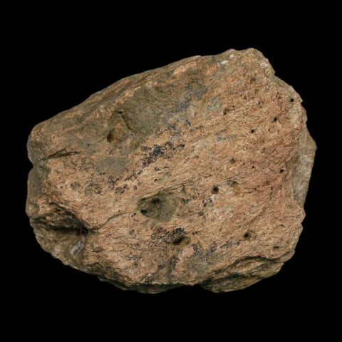 2.8" Triceratops Fossil Frill Blood Groves Hell Creek FM Cretaceous Dinosaur MT COA Stand - Fossil Age Minerals