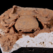2.8" Potaman Sp Fossil Freshwater Crab In Travertine Denizli Basin Southwest Turkey