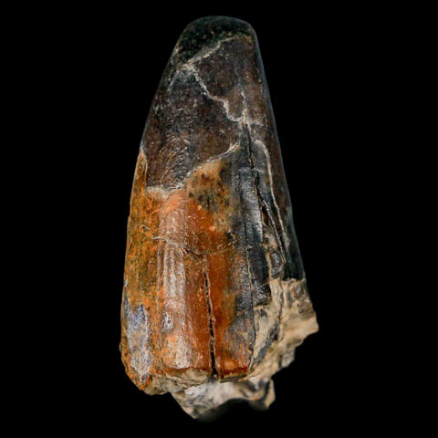 2" Sarcosuchus Imperator Crocodile Fossil Tooth Elrhaz FM Cretaceous Niger COA - Fossil Age Minerals