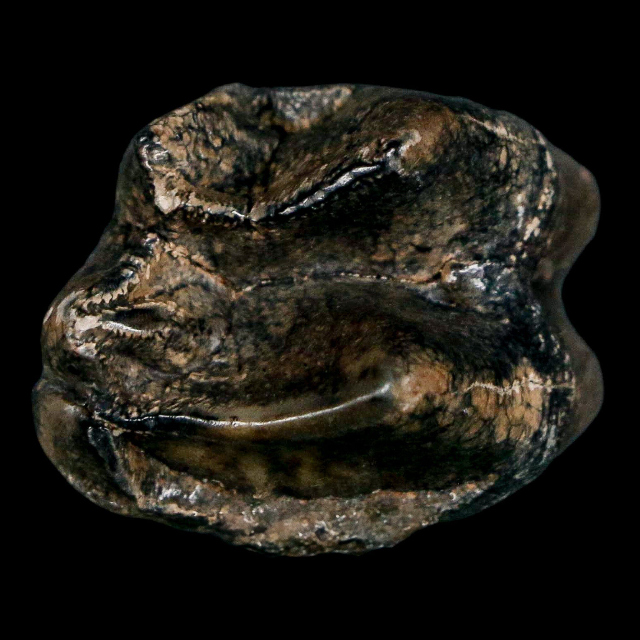 1.1" Tapir Tapirus Veroensis Fossil Tooth Pleistocene Age Withlacoochee River FL Display - Fossil Age Minerals