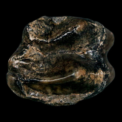 1.1" Tapir Tapirus Veroensis Fossil Tooth Pleistocene Age Withlacoochee River FL Display - Fossil Age Minerals