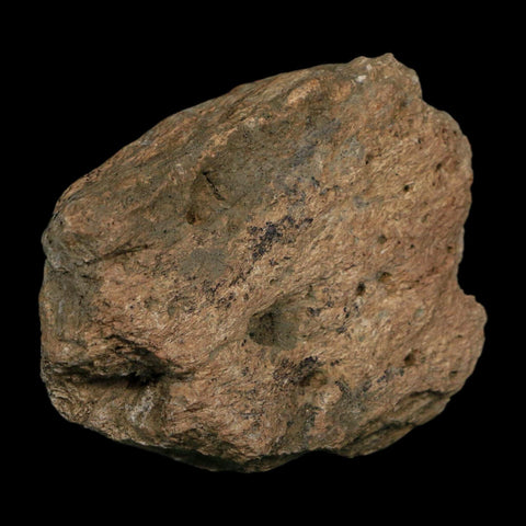 2.8" Triceratops Fossil Frill Blood Groves Hell Creek FM Cretaceous Dinosaur MT COA Stand - Fossil Age Minerals