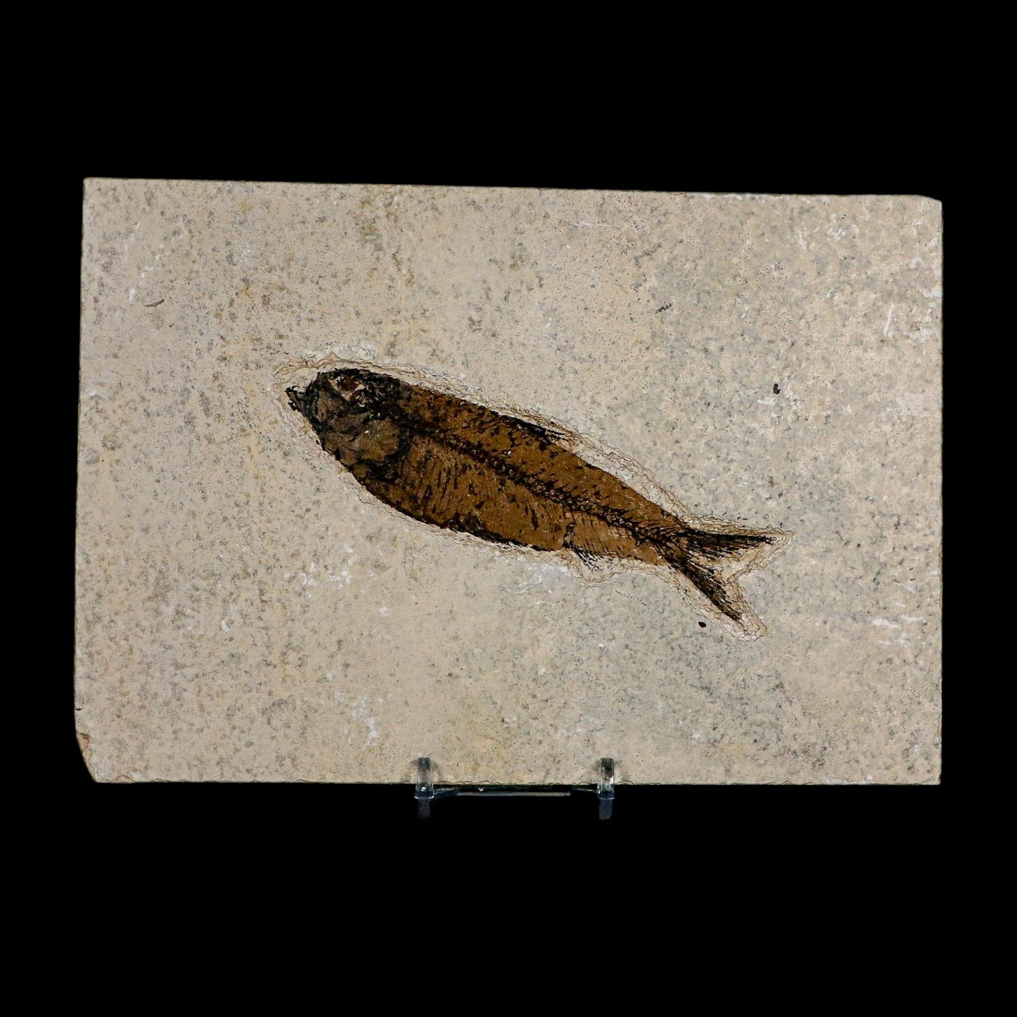 XL 4.4" Knightia Eocaena Fossil Fish Green River FM WY Eocene Age COA And Stand - Fossil Age Minerals
