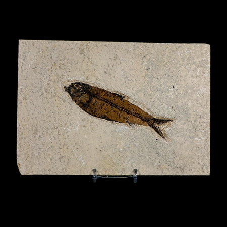 XL 4.4" Knightia Eocaena Fossil Fish Green River FM WY Eocene Age COA And Stand